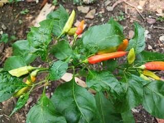 view of many Tabasco pepper (Capsicum frutescens) or Chilli peppers on tree branches with green leaves nature background.