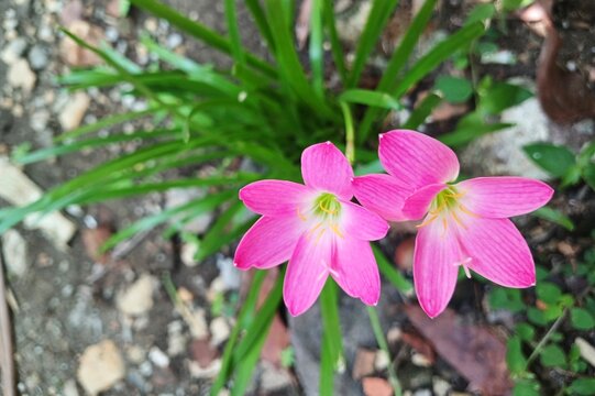 The beauty of rain lilies blooming perfectly in the natural setting of the garden. This pink flower has the scientific name Zephyranthes minuta.