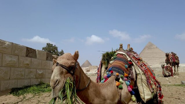 Lying camel dressed in colorful knitted blanket chews grass. Close-up of chewing camel