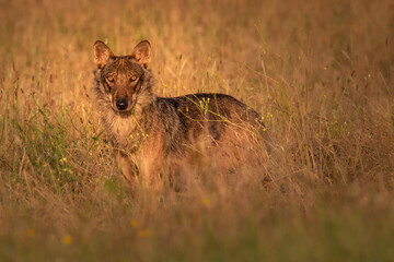 lupo italiano
Canis lupus italicus