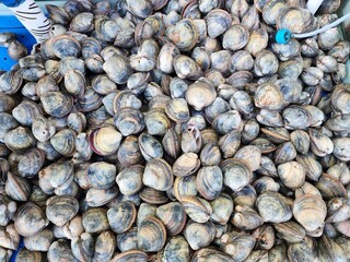 Shellfish from the Korean Fish Market