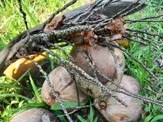 Old brown coconut on garden grass background. Old coconut functions as a soil strengthening stone.