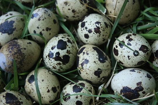 Close-up of a clutch of speckled bird eggs on the grass, USA