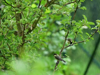 A great titmouse eats sunflower seeds on a tree branch