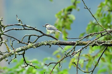 A great titmouse eats sunflower seeds on a tree branch