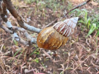 Snail shells or Lissachatina fulica are land snails belonging to the Achatinidae family.