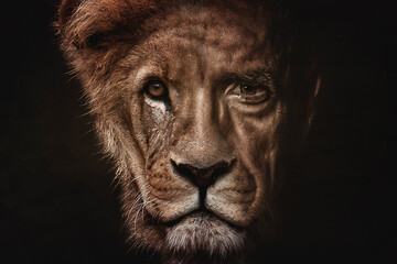Portrait of a man and lion's face merged to represent inner strength and courage