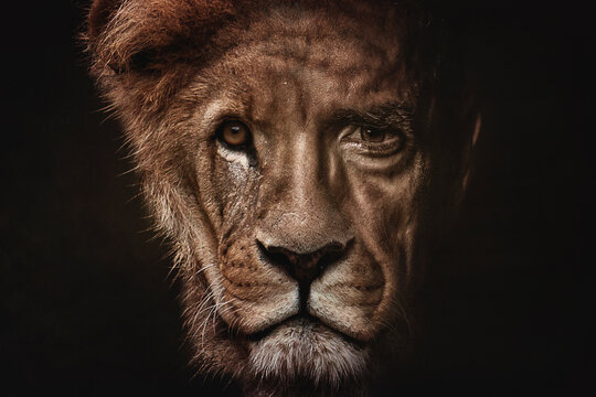 Portrait of a man and lion's face merged to represent inner strength and courage