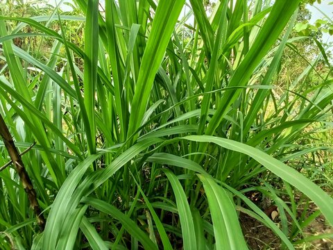 Carex pendula is a species of grass-like plant belonging to the Cyperaceae family