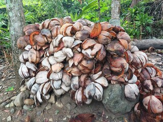 Pile of coconut shells or fibers in the garden with a natural setting. Old coconut skin, coconut fiber.