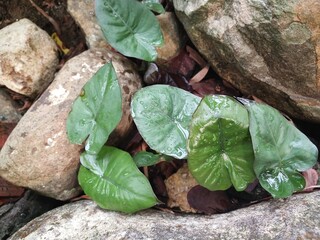 Elephant ear leaves or Alocasia odora taken at close range, with a natural stone background. Alocasia odora beautiful plant from leaves.