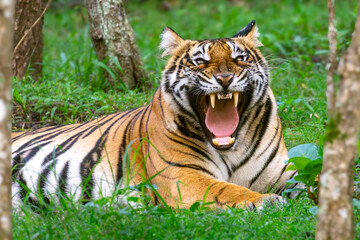 Bengal tiger from Indian forests.