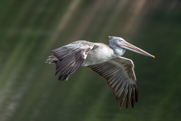 spot-billed pelican (Pelecanus philippensis) or gray pelican