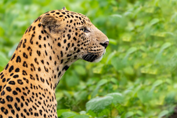 The Indian leopard (Panthera pardus fusca)