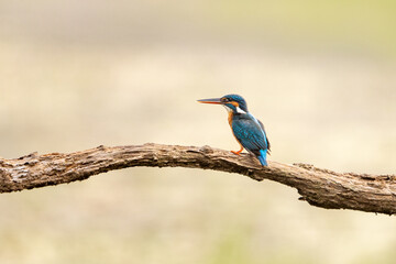 The common kingfisher (Alcedo atthis), also known as the Eurasian kingfisher and river kingfisher, is a small kingfisher.