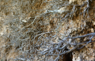 Earth section with different layers of soil, rocks and plant roots underground close up