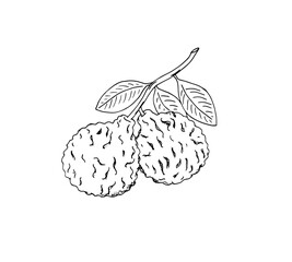 Fototapeta premium Hand-drawn bergamot branch scetch. Bergamot fruits with leaves. Isolated vector illustration of citrus fruit.
