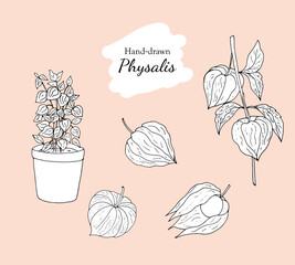 Hand-drawn physalis. Physalis plant in a pot, branch of physalis, and fruits.  Tomatillo illustration isolated on a white background.