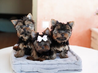 Yorkshire Terrier Puppies Sitting on a grey Pillow. Fluffy, cute Yorkshire Terrier with bow on her head Looks at the Camera