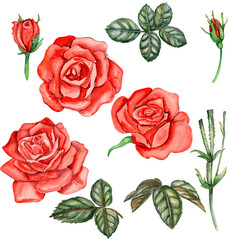 Watercolor hand drawn set of roses and leaves. The collection of garden flowers, leaves, twigs, botanical illustration. Rose bud. Design elements for cards, posters, design for wedding invitation