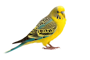 Budgerigar Budgie Petite Charm on a White or Clear Surface PNG Transparent Background