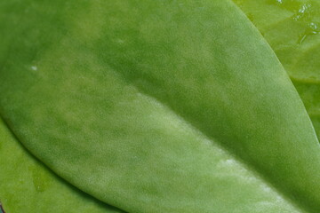 Green leaf , super close up view