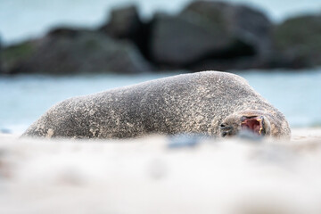 Große Robbe schläft am Strand.