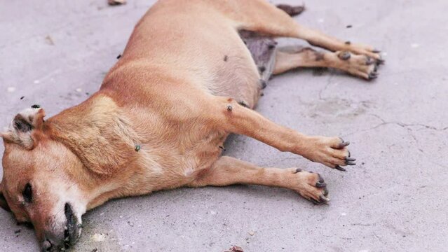small dead dog corpse laid on it side with flies around at evening light on concrete surface, slow motion closeup with selective focus