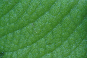 Green leaf texture ,close up view