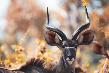 Junger Kudu im dichten Gras. - obrazy, fototapety, plakaty