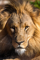 Fokussierter Blick eines männlichen Löwen.