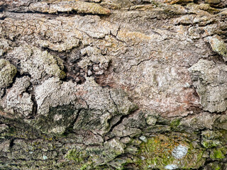 Tree bark texture, Tree trunk, Rough bark, Wood plank texture for texture background wood work