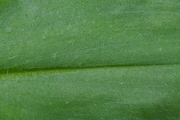 green leaf texture , close up