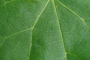 leaf ,extreme close up view