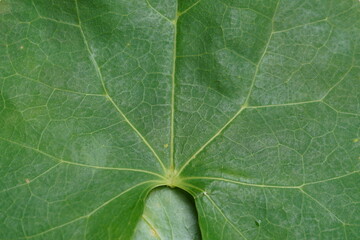 Leaf texture ,close up view