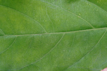 Green leaf ,super close up