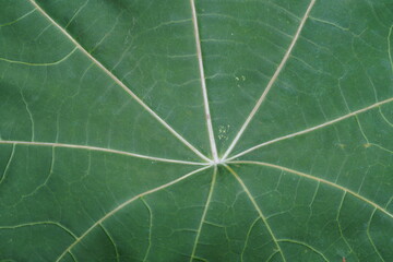 Dark green Leaf texture, micro close up ,spider structure