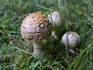 The poisonous mushroom Amanita regalis grows in nature