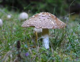 The poisonous mushroom Amanita regalis grows in nature