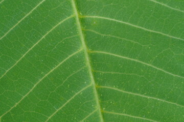 Green leaf plant , texture ,close up