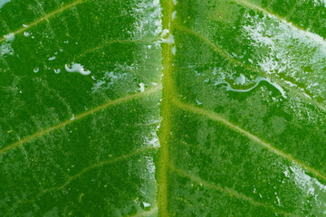 close up detail of green leaf ,