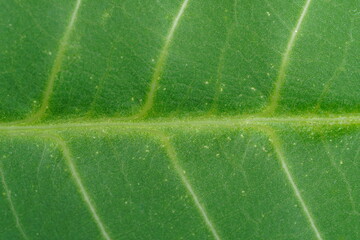 super close up macro view of leaf