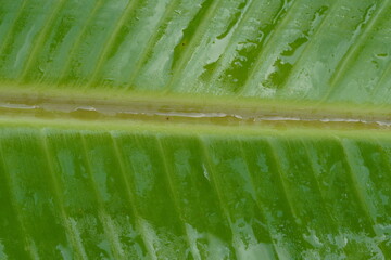 Banana leaves , super close up
