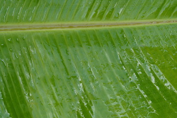 Green banana leaf abstract background.