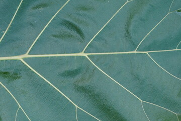 close up green leaf of  teak 