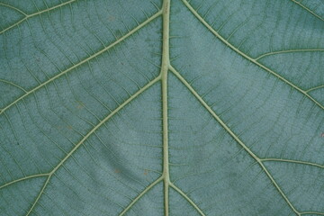 Leaf rear side , super macro view