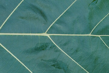 Leaf texture ,super close up view