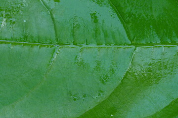 Green leaf texture, super macro view