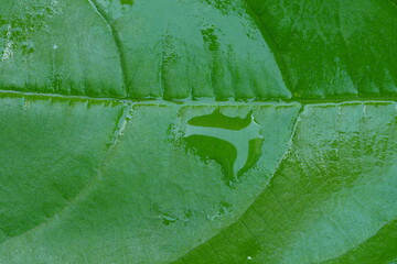 Green leaf texture , Close up view
