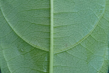 macro view of green leaf